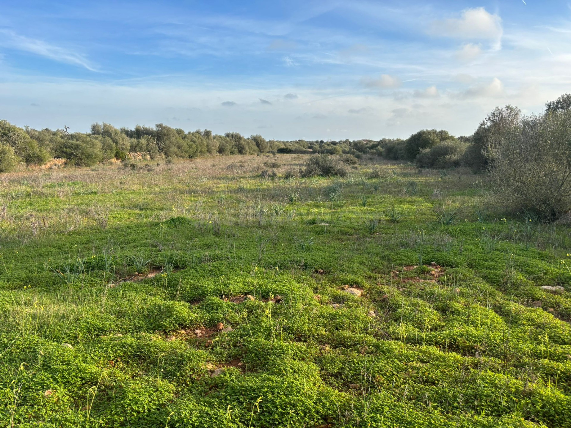 SUELO RÚSTICO PARA CONSTRUIR, SES SALINES
