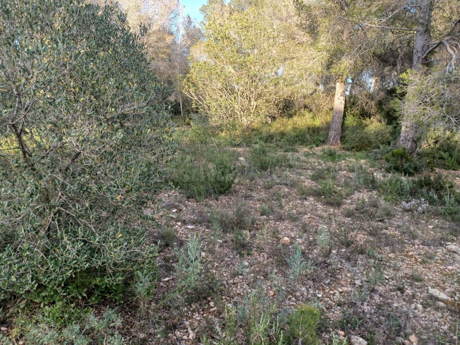 Terreno en venta en Vallmoll