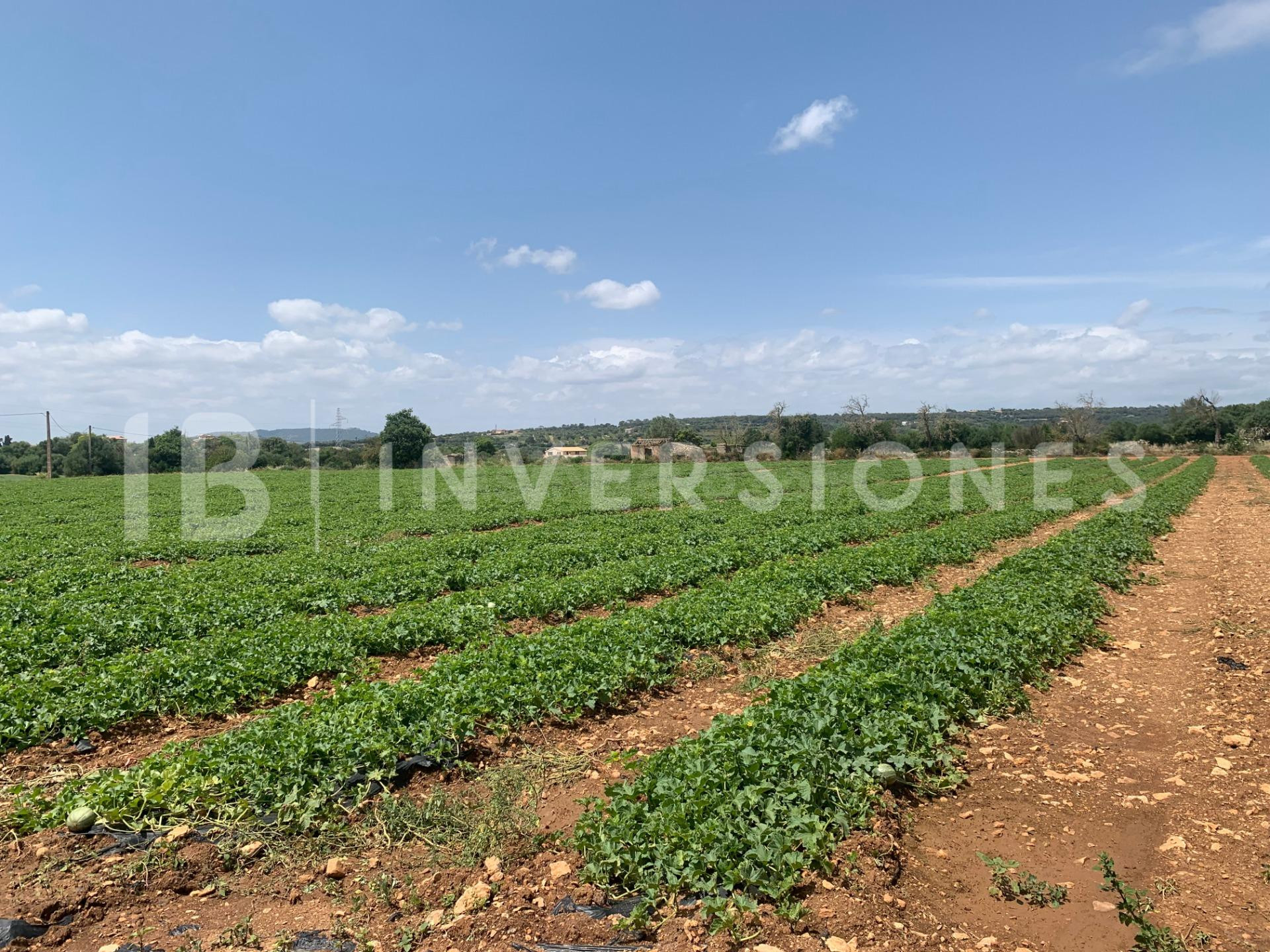 Parcela 337m² en venta - Manacor