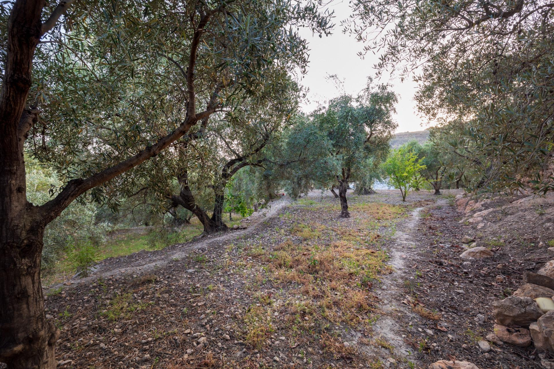 VENTA DE BONITA FINCA DE OLIVOS EN LANJARÓN (GRANADA)