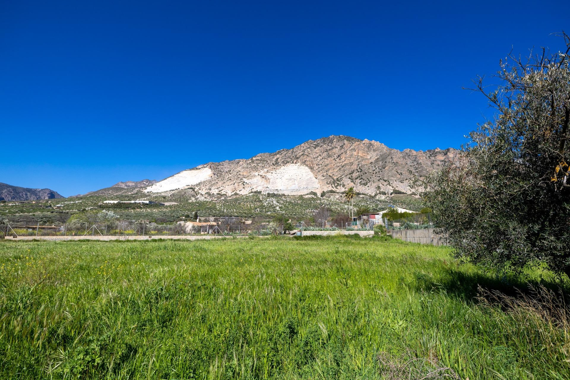 Terreno Rustico con Olivos Centenarios