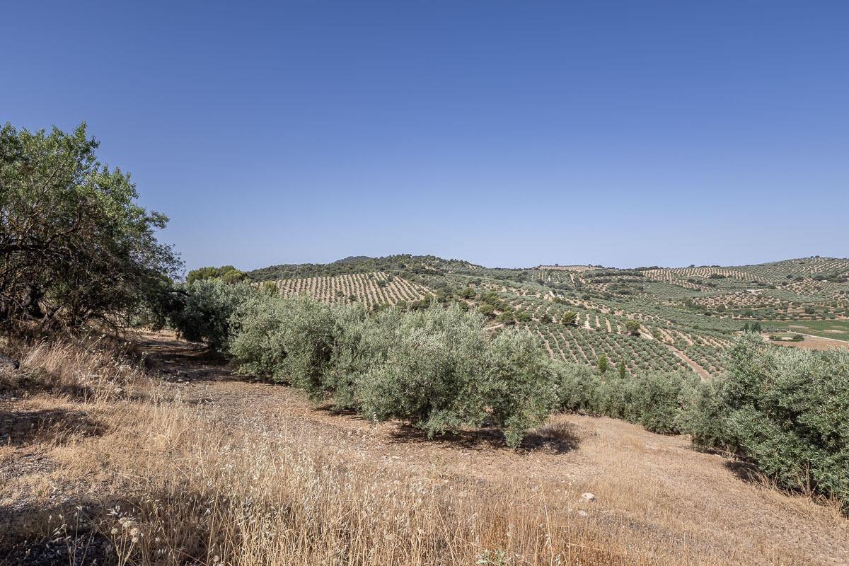 Oportunidad en Montefrío. Finca rústica 20.000 m2 con mucho potencial
