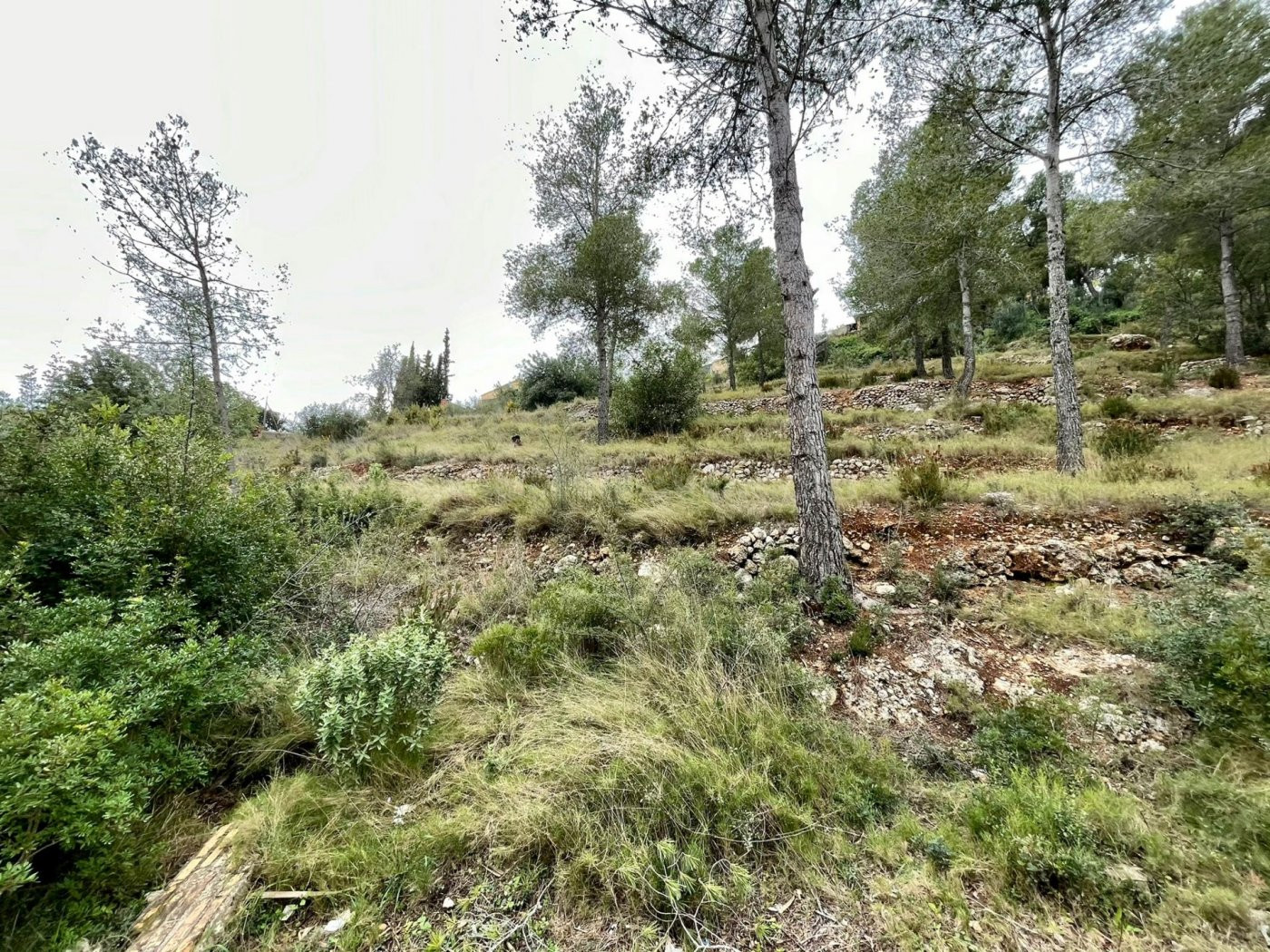 TERRENO EN EL PRIORAT DE LA BISBAL