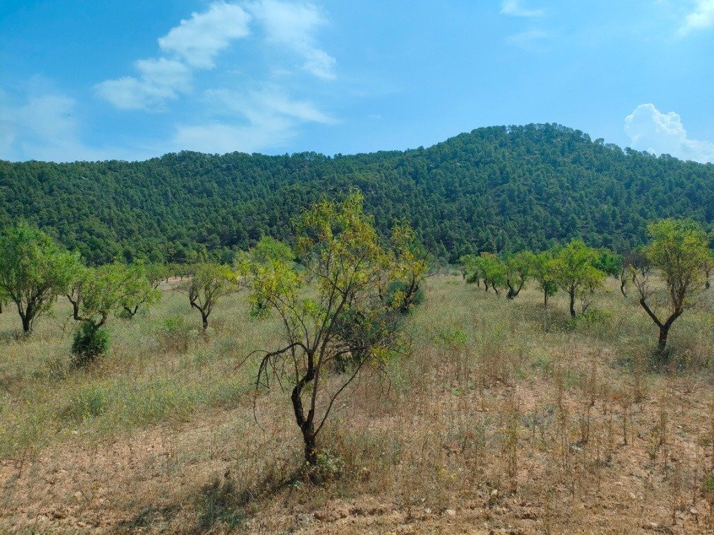 Finca rústica 1m² en venta - Arenys de Lledo