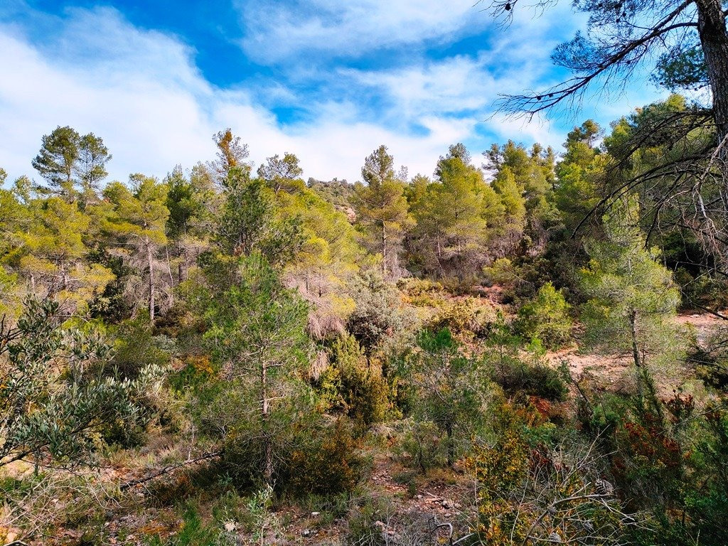 Finca rústica en venta - Próxima al pueblo