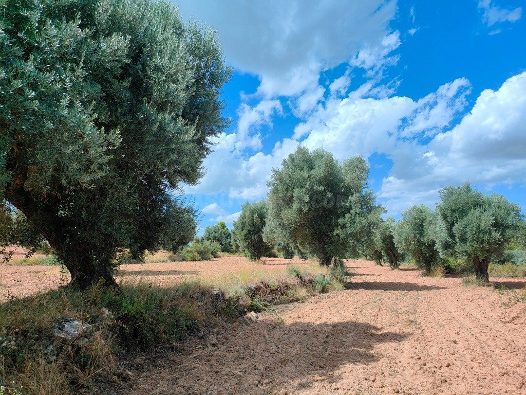 Finca rústica 11m² en venta - Belmonte de San José