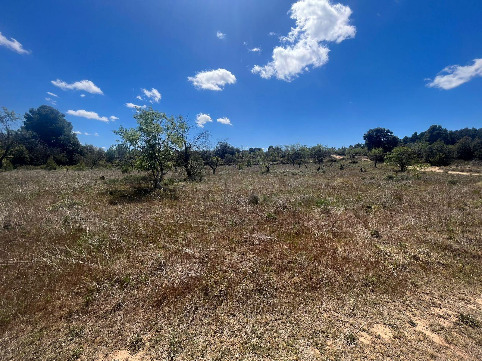 Finca rústica en venta - Aréns de Lledo