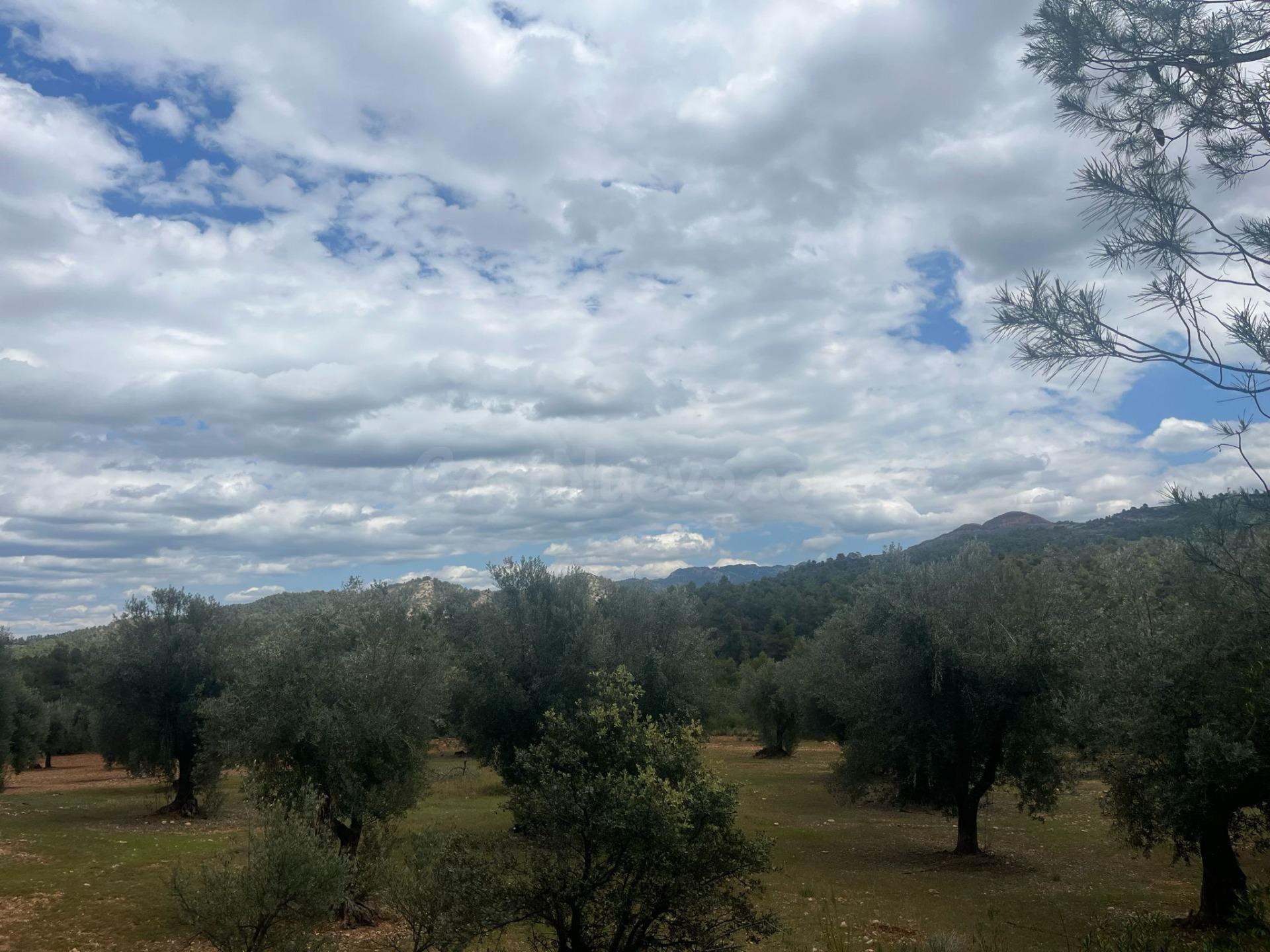 Finca de olivos en barrancos