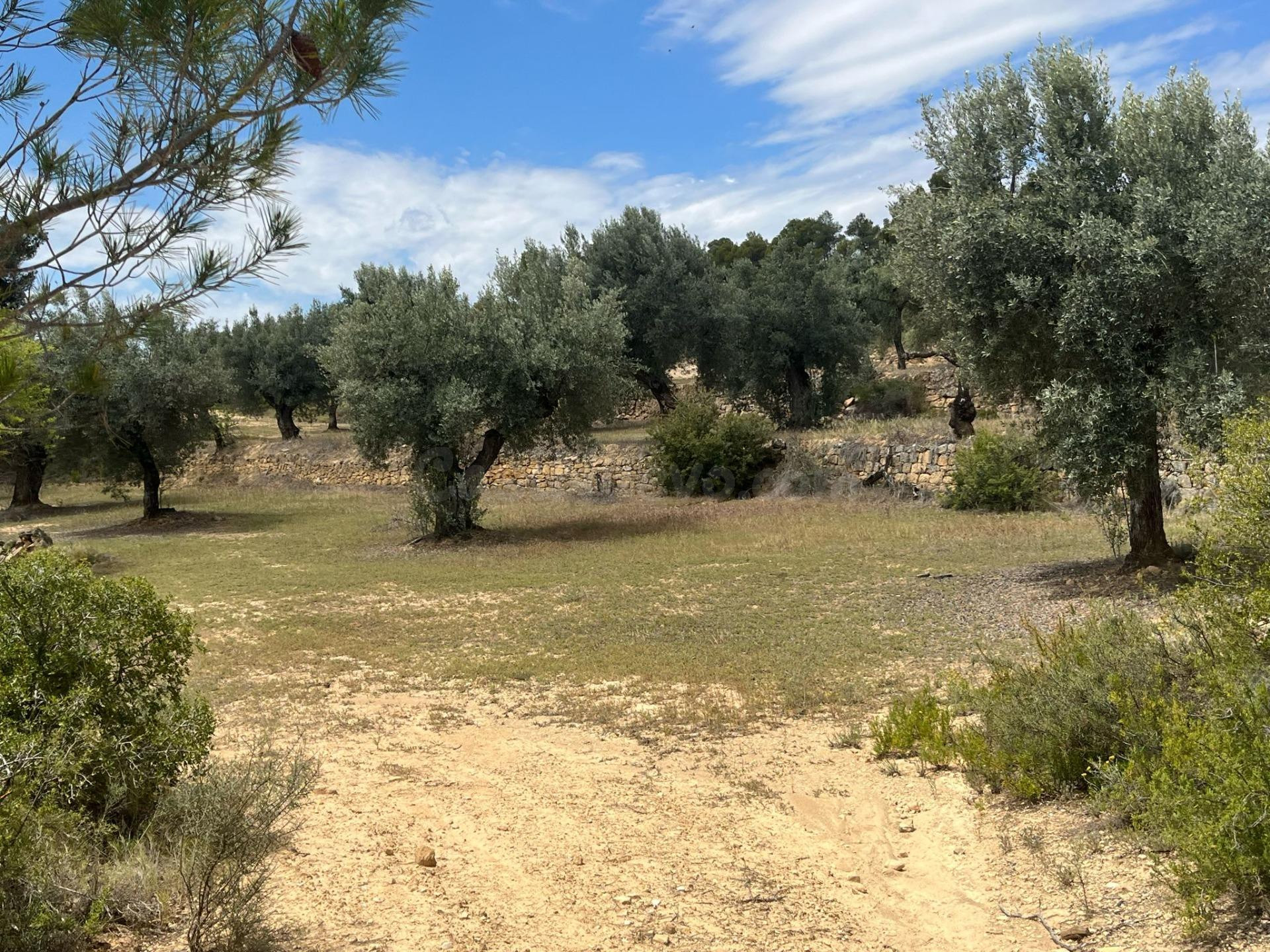 Finca de olivos en producción