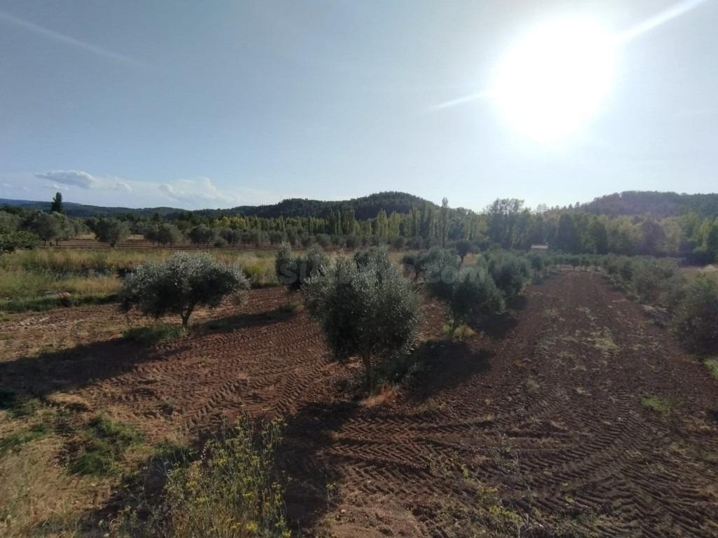 Finca con cultivo de olivos y riego por goteo