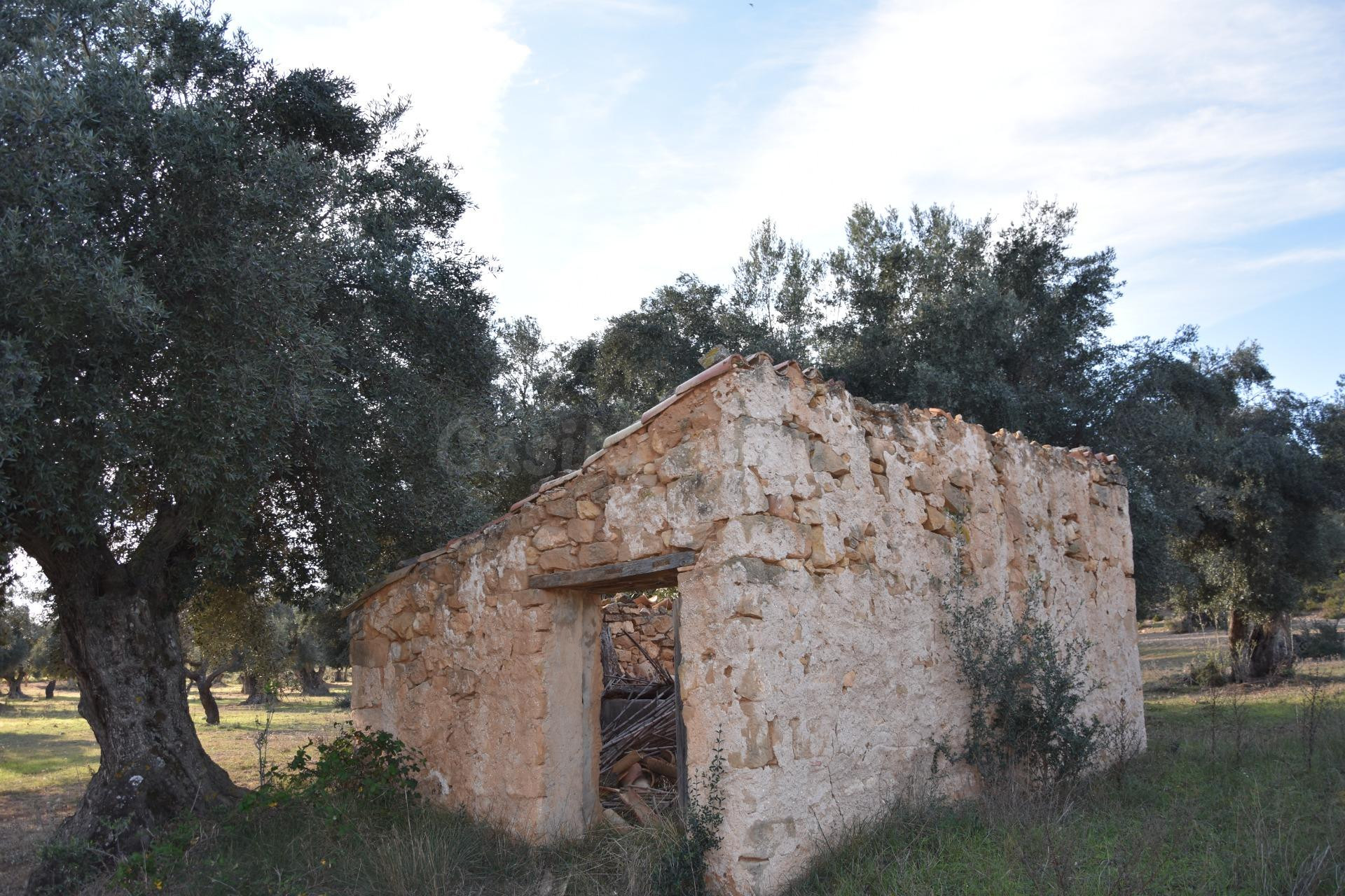 Finca rústica con maset a rehabilitar y olivos