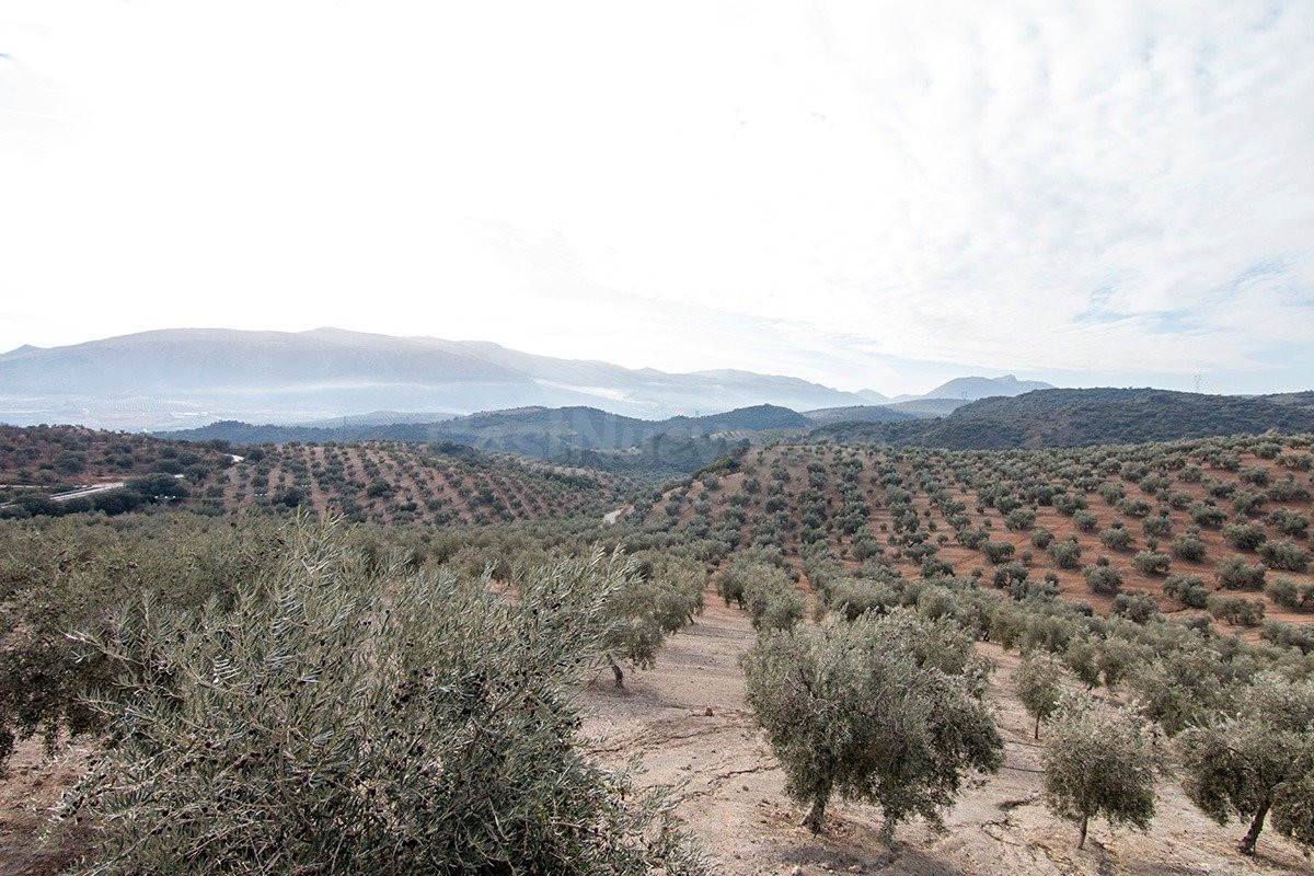 Magnifica finca 46 Hectáreas de la cual plantada de olivos, aproximadamente 43.