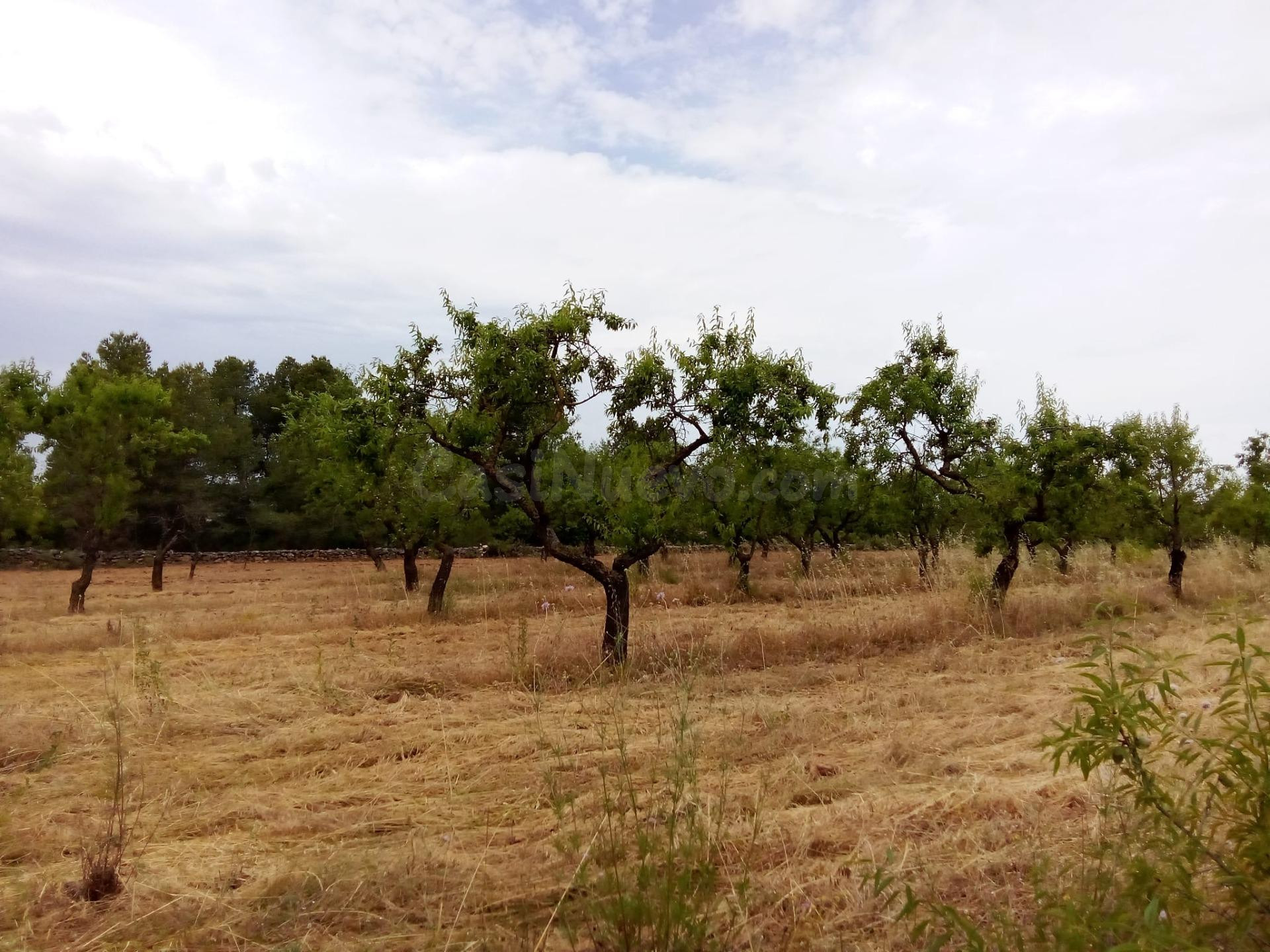 Finca rústica en Arens de Lledó