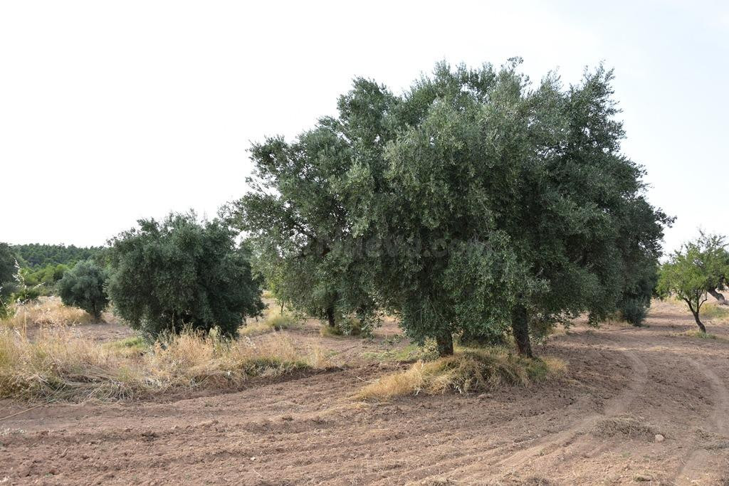Finca rústica con pequeño maset en La Fresneda