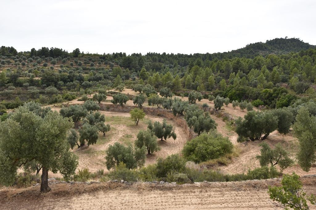 Finca rústica en La Fresneda
