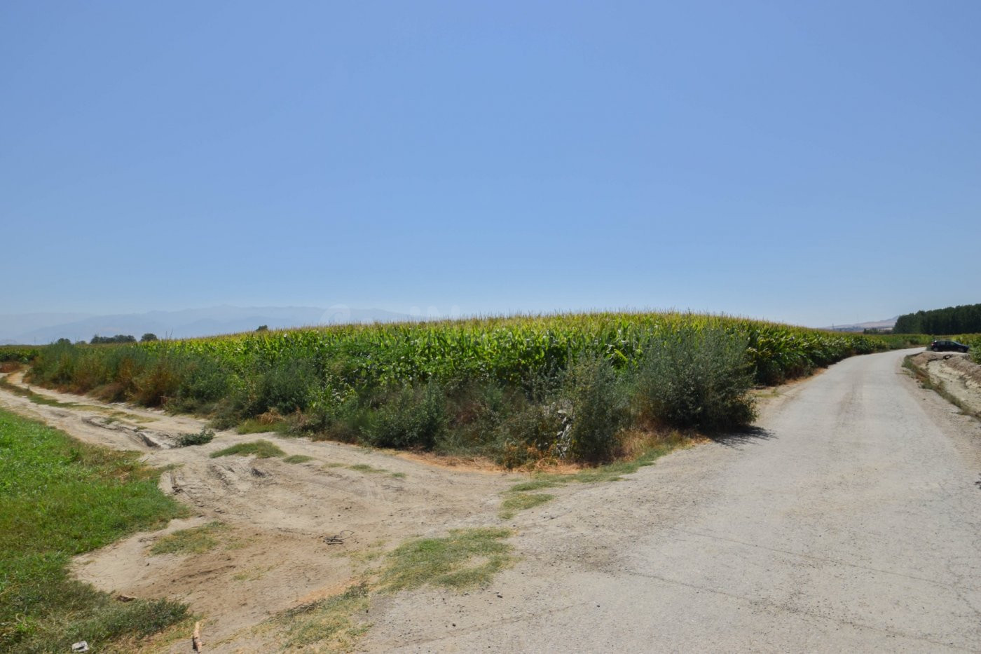 FINCA RUSTICA DE RIEGO EN BELICENA