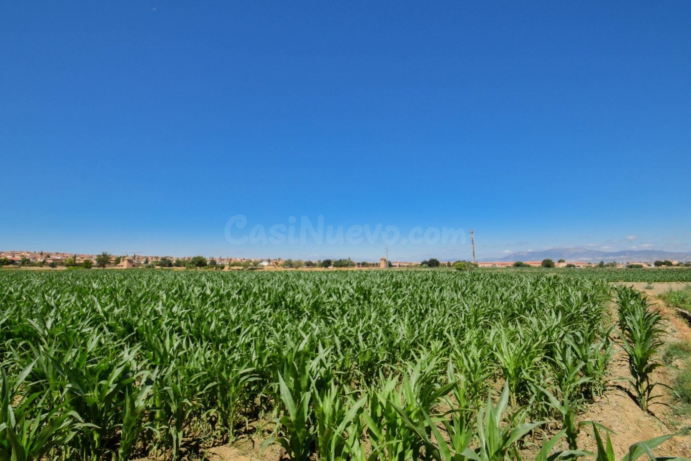 FINCAS RUSTICAS DE 5 Y 6 MARJALES EN CÚLLAR VEGA