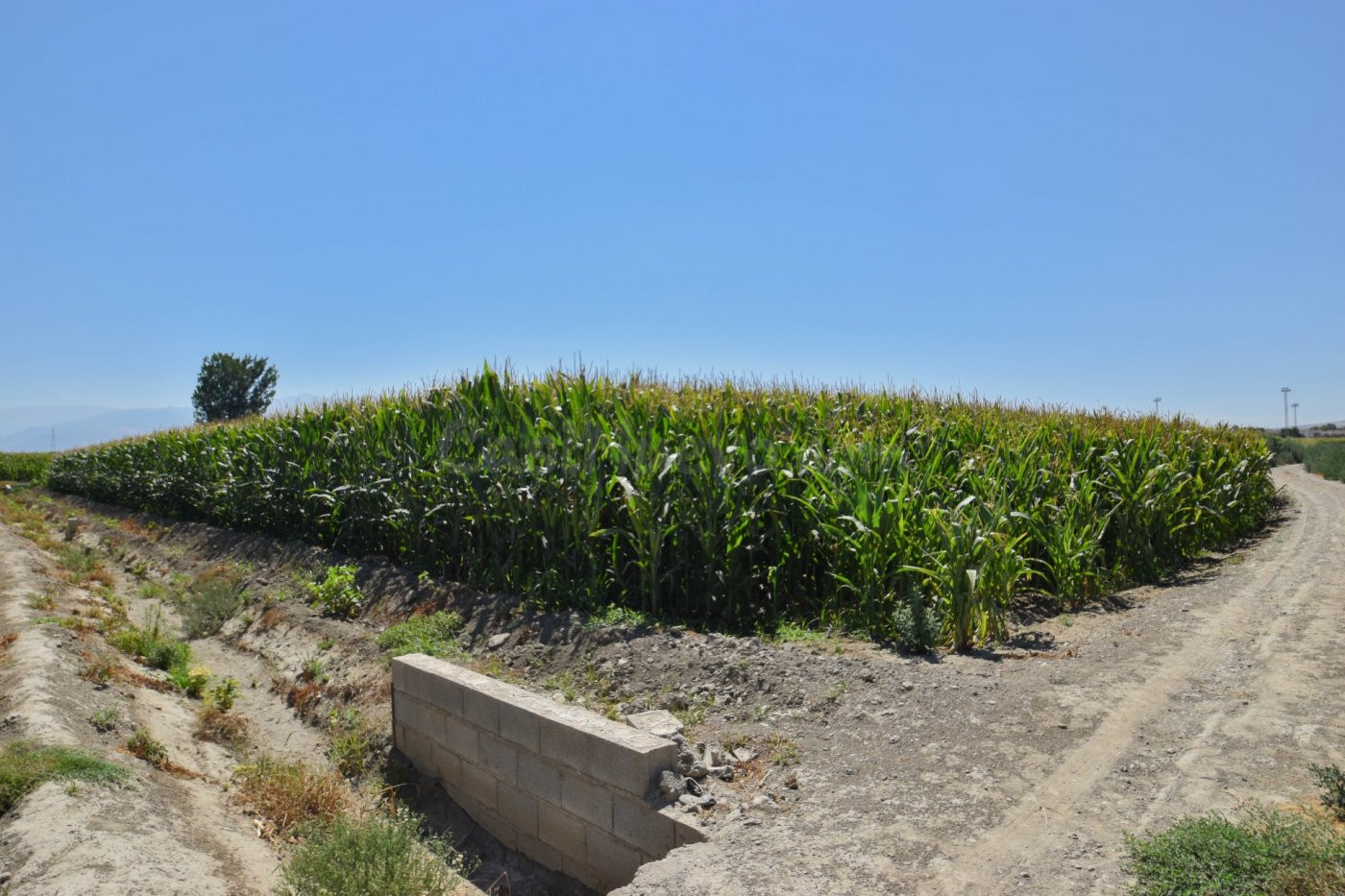 FINCA RUSTICA DE RIEGO EN BELICENA