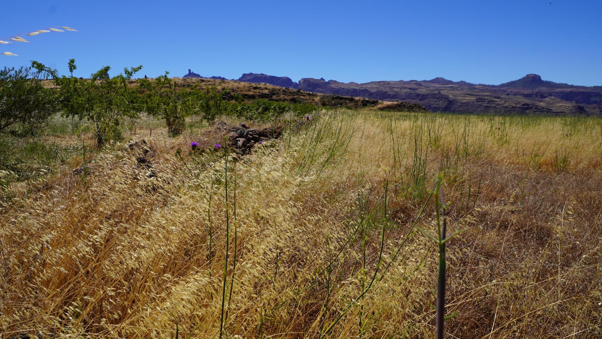 Terreno Rústico en venta - Islas canarias - foto 5