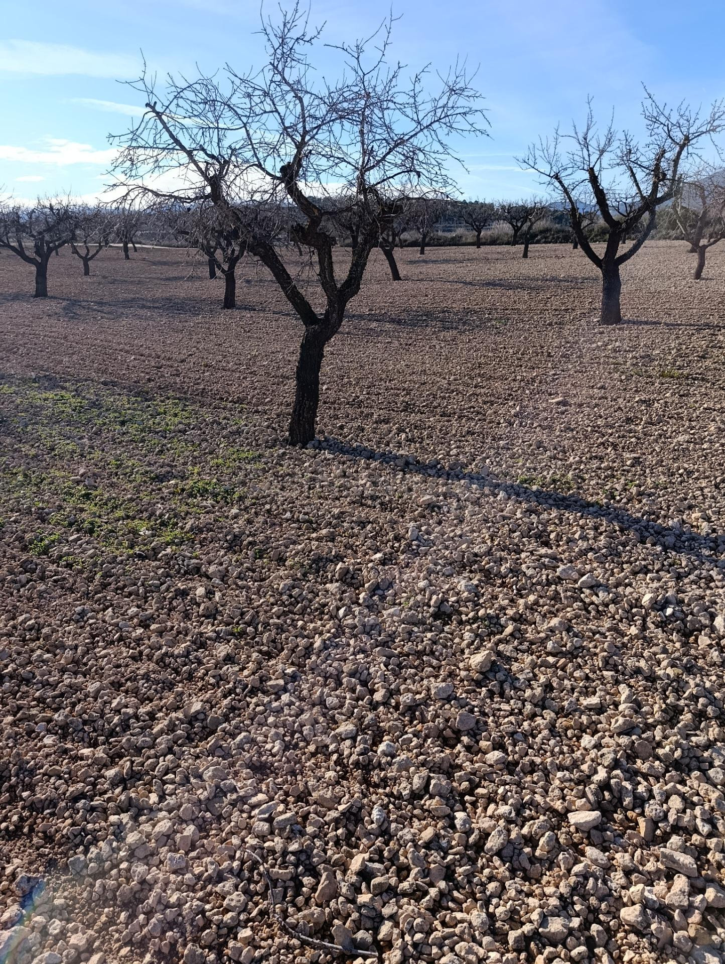 FINCA ALMENDROS EN BULLAS - 11000 METROS