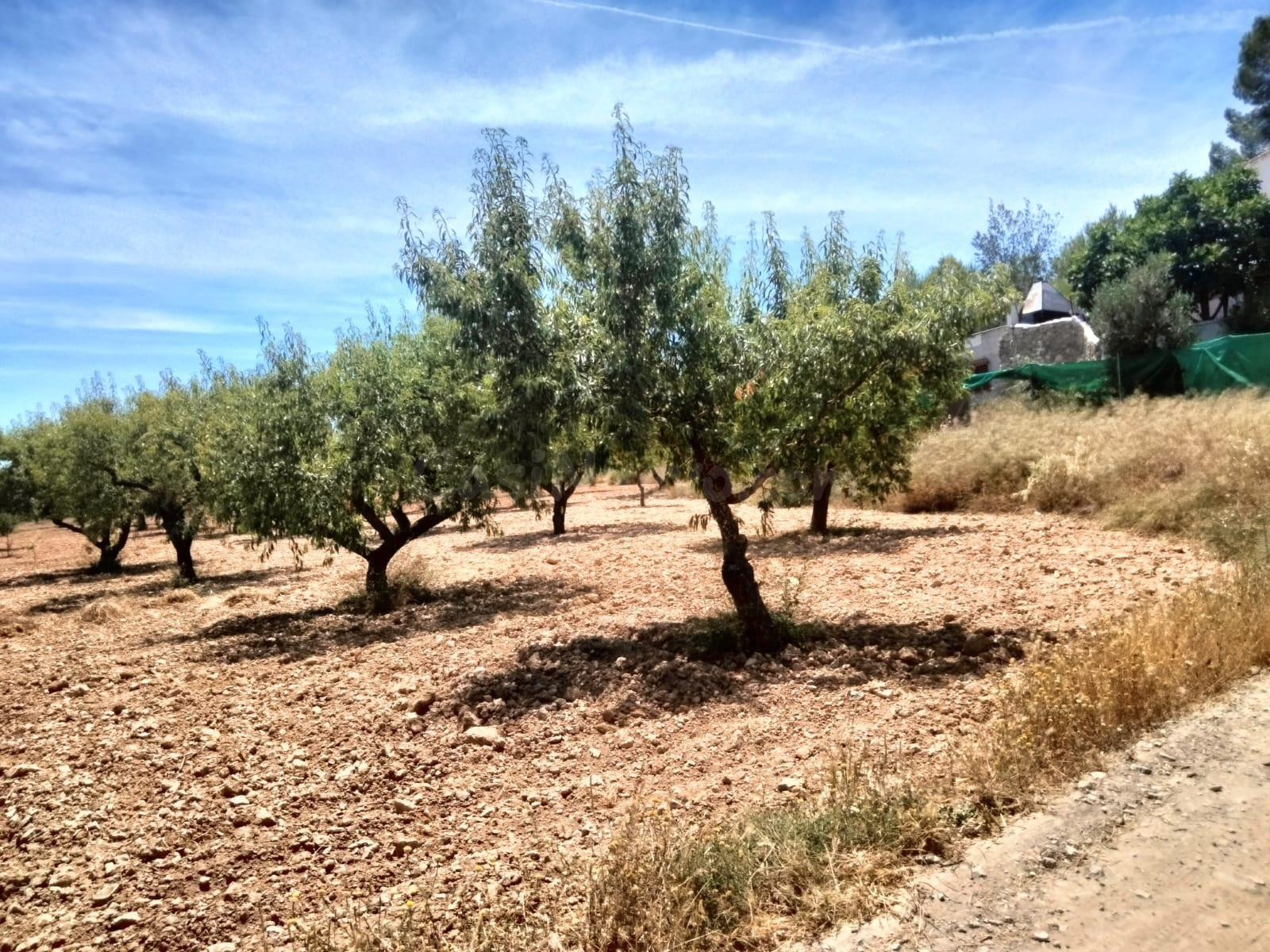 TERRENO RUSTICO DE 33460 M2 EN EL CHAPARRAL 5 PARCELAS JUNTAS