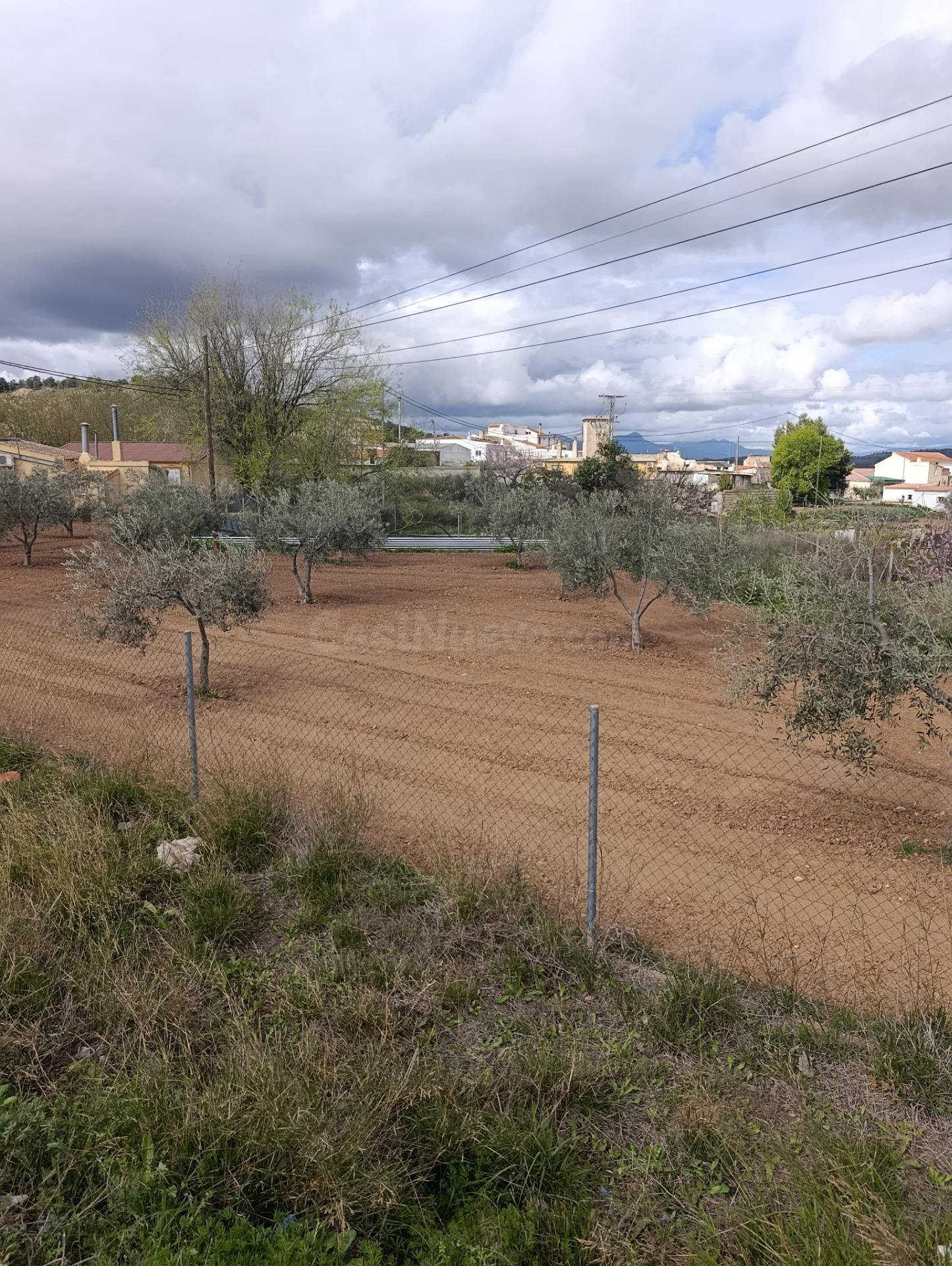 SOLAR DE 1000 METROS CUADRADOS URBANO Y UN TERRENO CERCANO DE 400 METROS CON 26 OLIVERAS