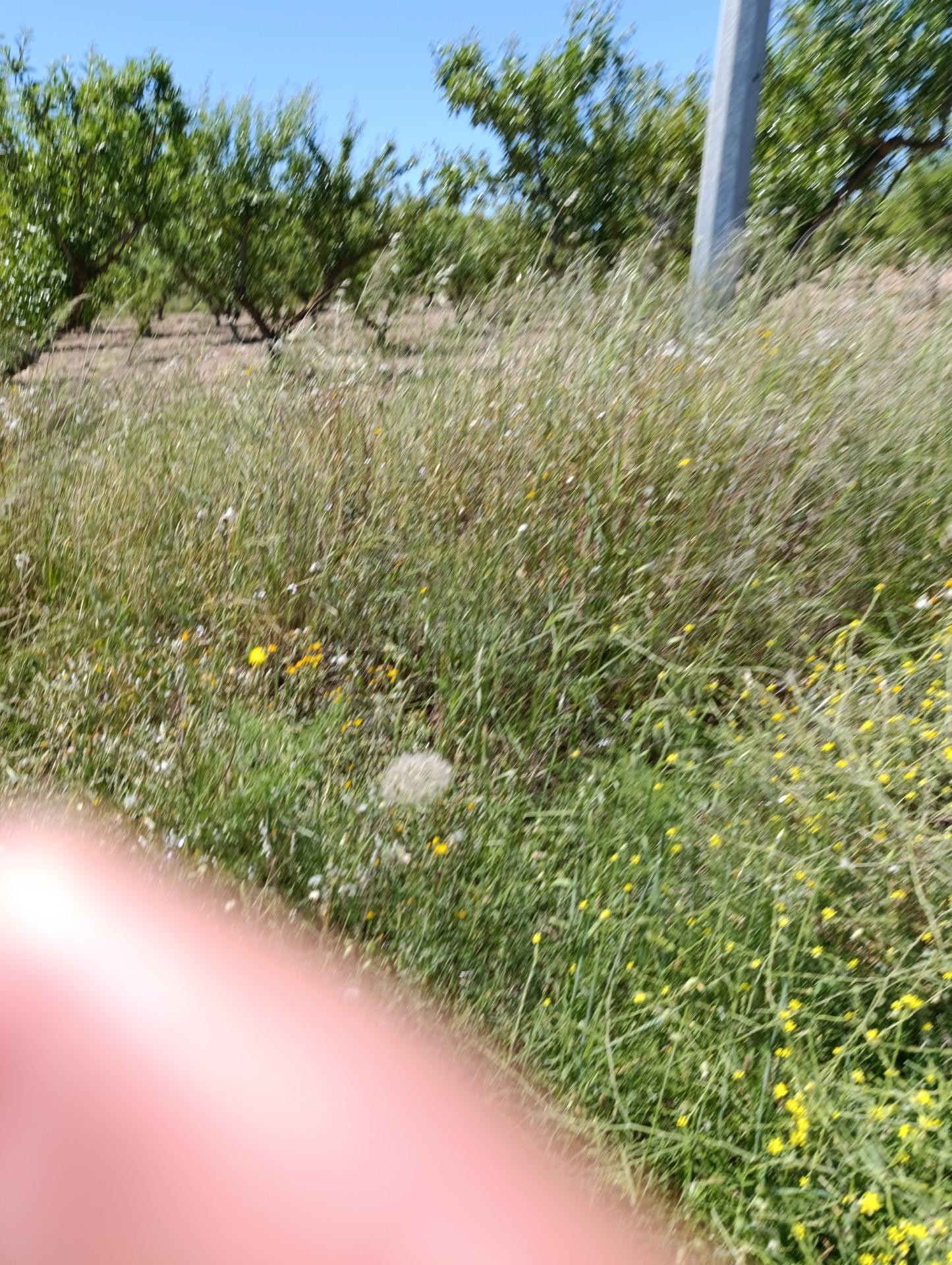 TERRENO RUSTICO DE ALMENDROS EN CEHEGIN DE 11377 METROS CUADRADOS