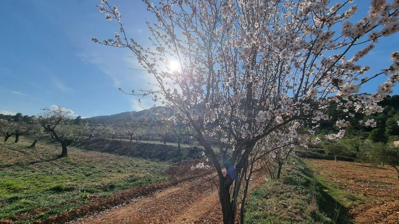 FINCA DE TRES HECTÁREAS UBICADA EN BULLAS