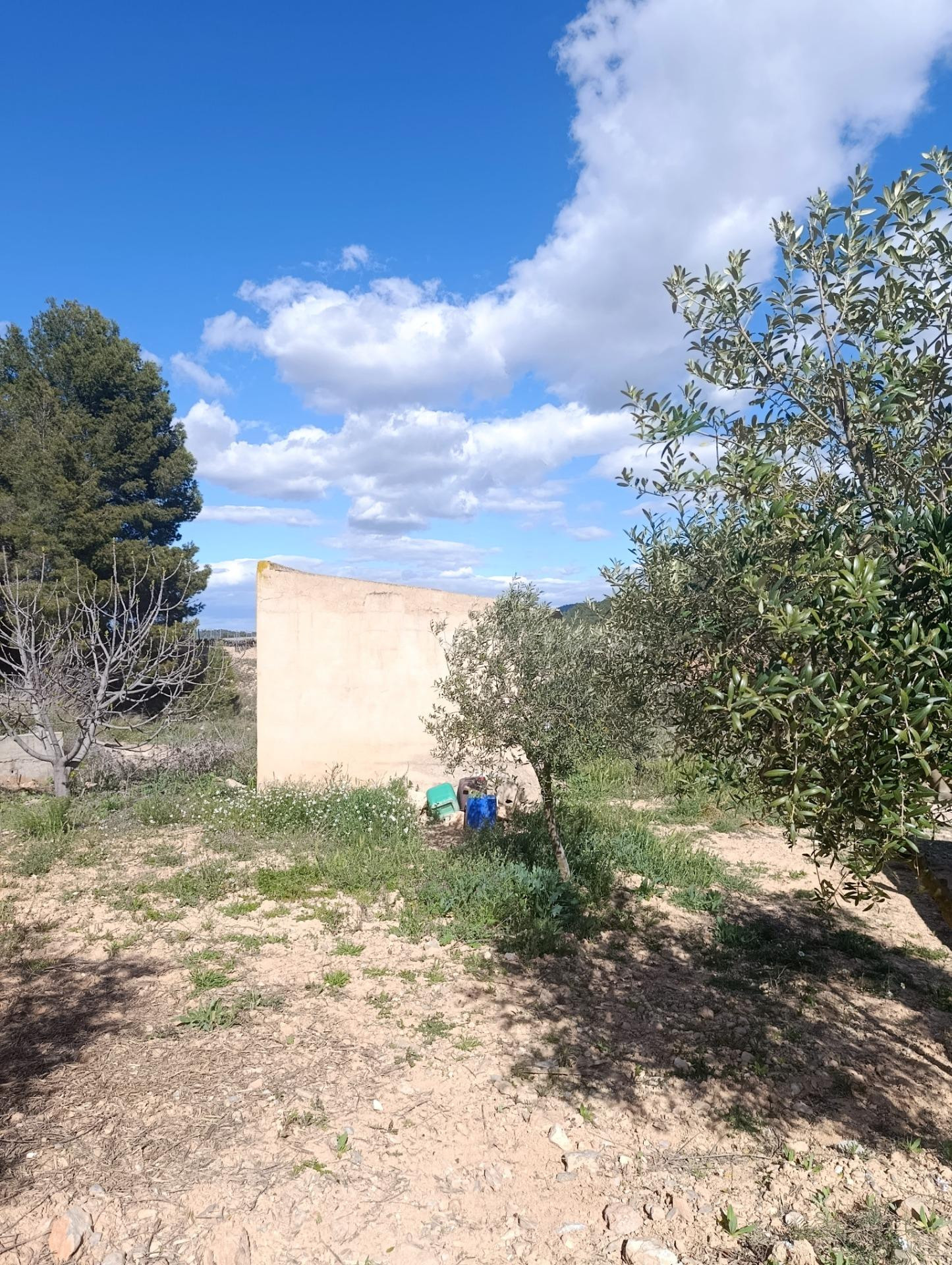 FINCA DE 8 HECTAREAS EN CEHEGIN
