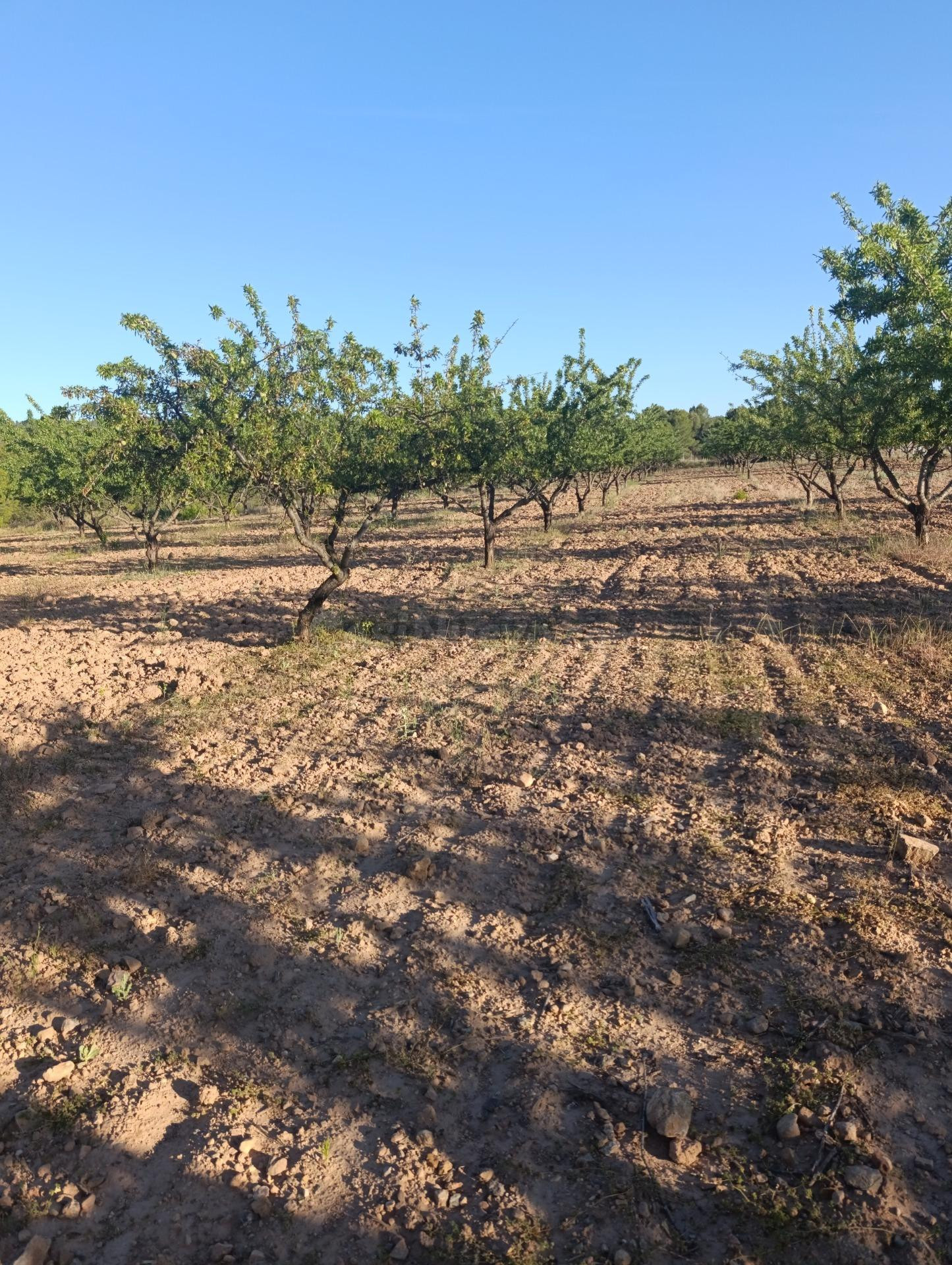 FINCA DE 18.511 METROS CON PLANTACION DE ALMENDROS EN PRODUCCION