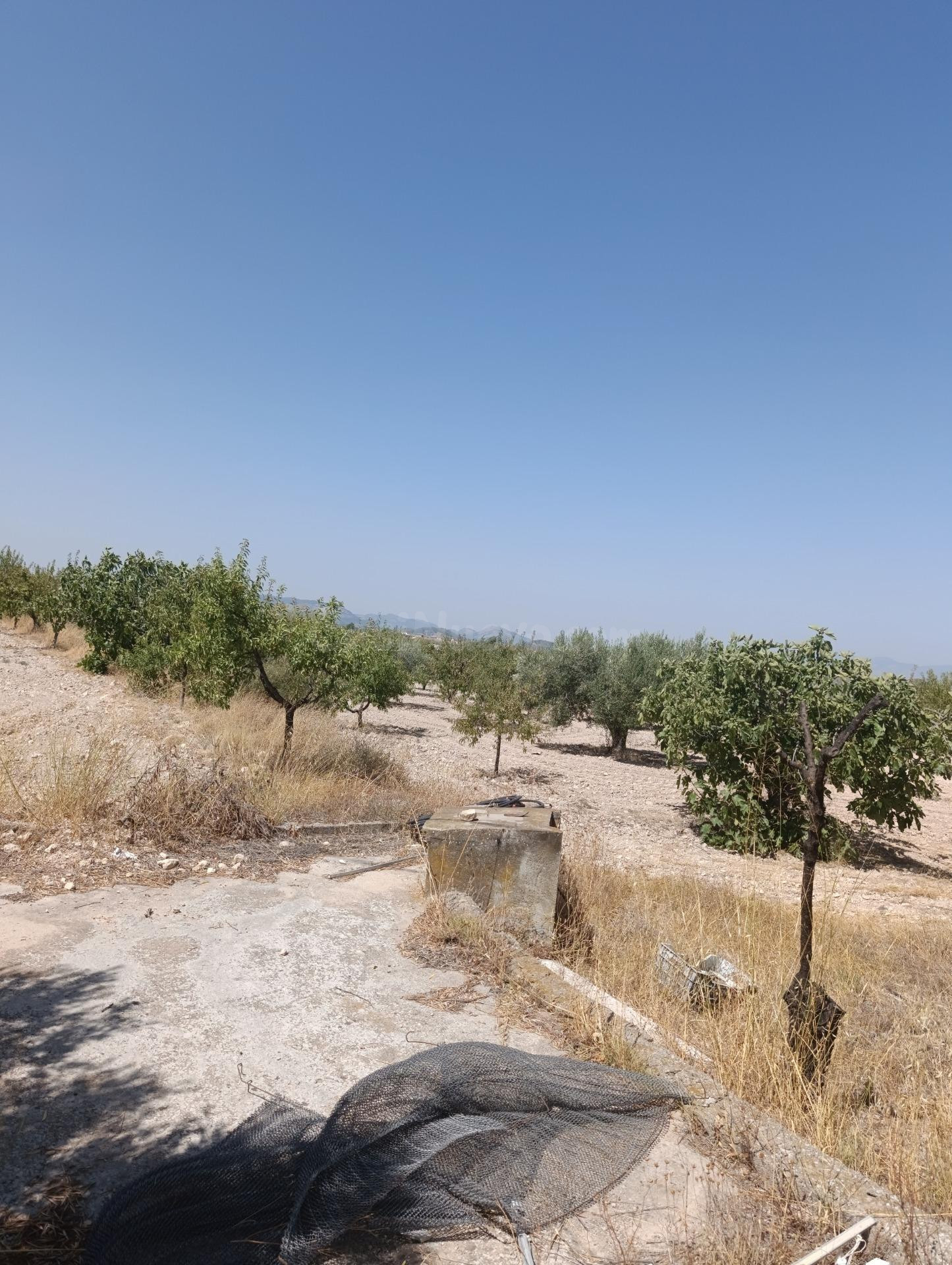 Finca rústica de 26.051 m2 con caseta de aperos en Paraje La Fuente (Bullas)