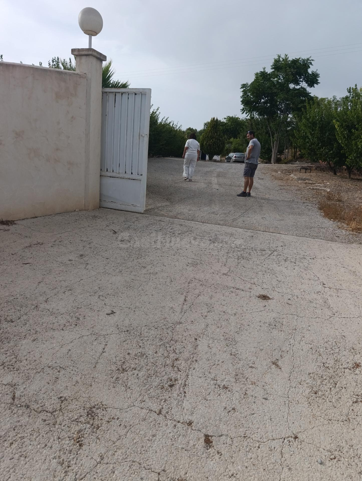 Finca rústica de 50.000 m2 con nave, luz, agua y 950 albaricoqueros en producción