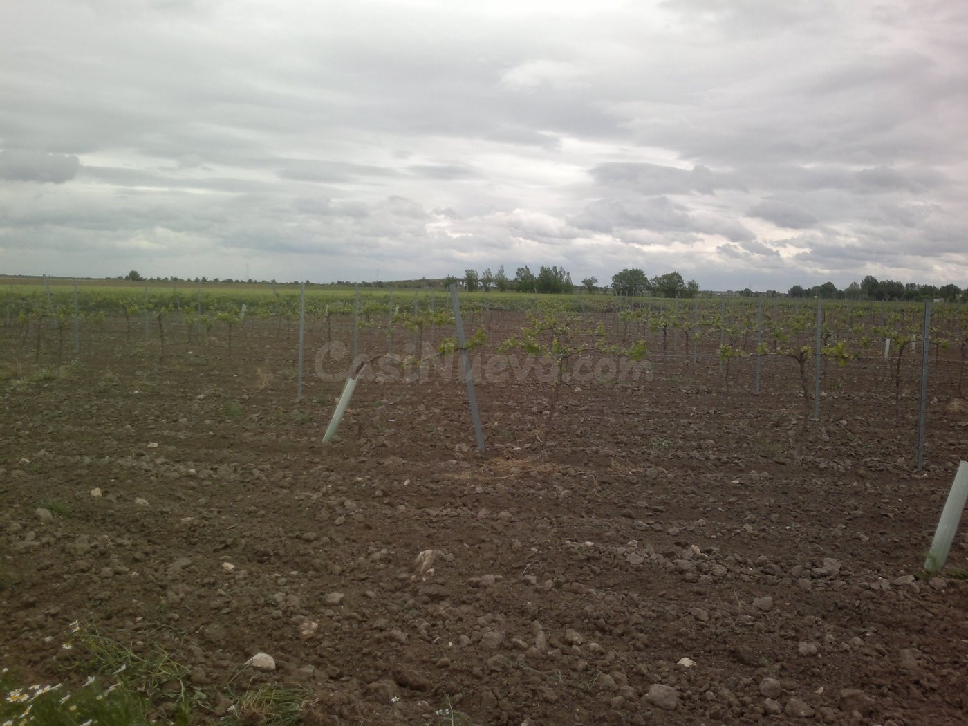FINCA DE 40 HECTAREAS DE VIÑA Y TIERRA