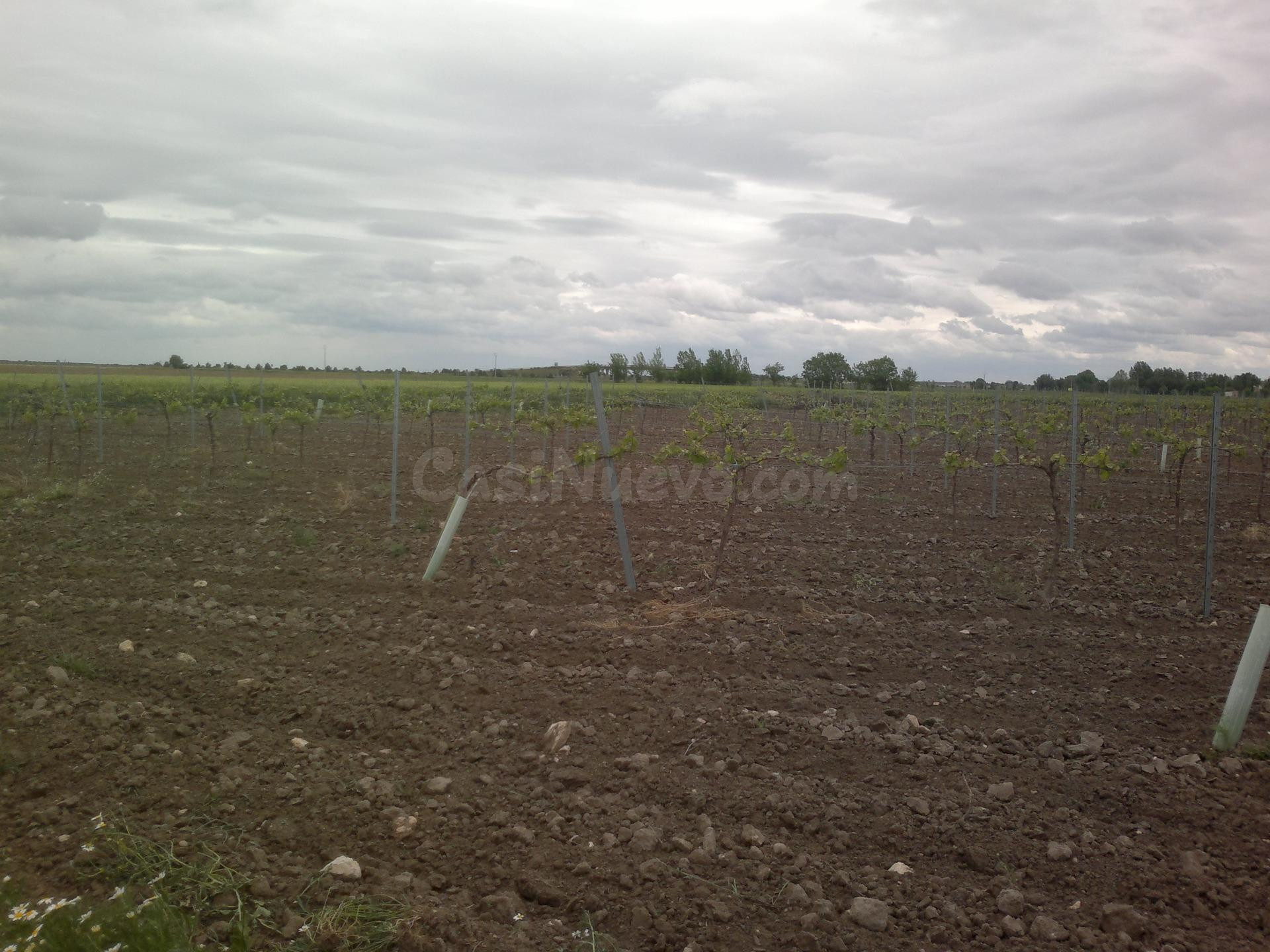 SE VENDE FINCA DE VIÑEDO EN TERMINO DE SOCUELLAMOS CON DERECHOS DE RIEGO EN TODA LA FINCA