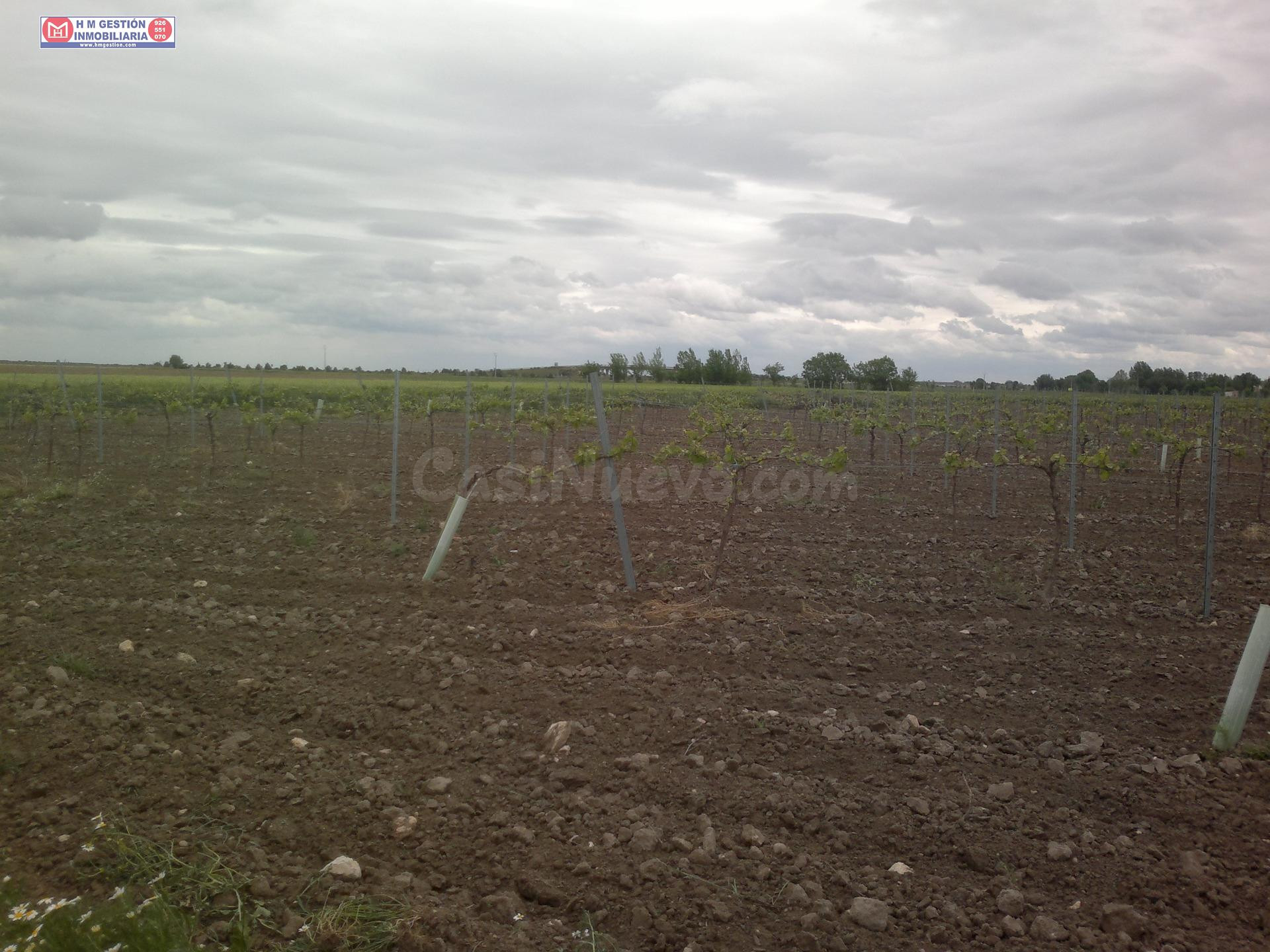 venta de viña emparrada de 11h de macabeo, agua 20.000m3  año