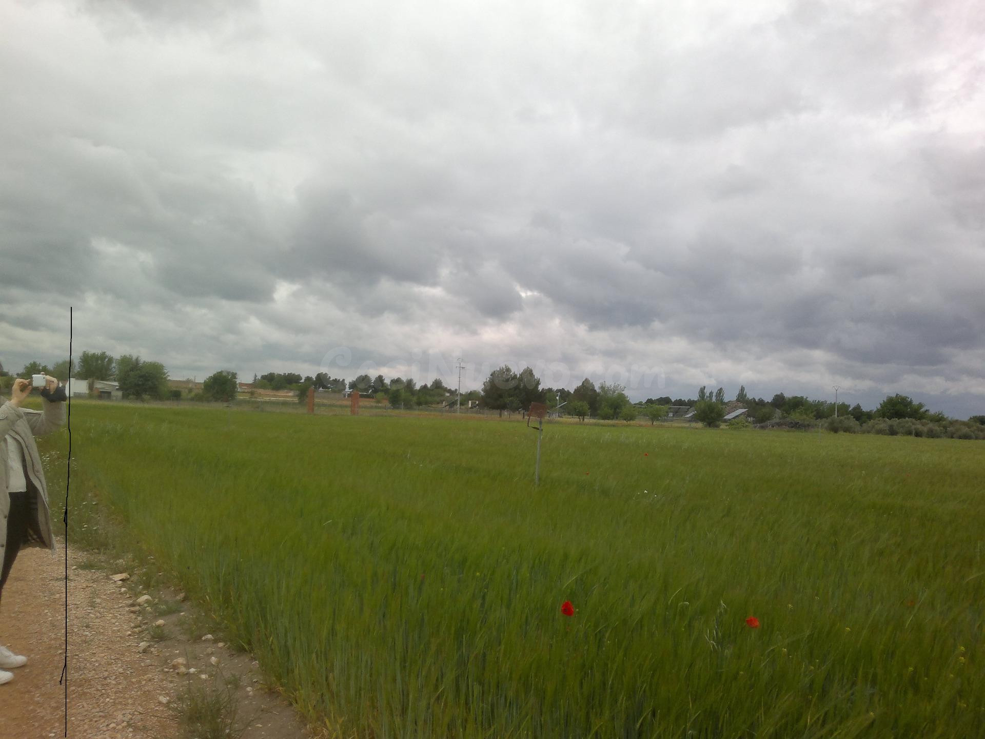 FINCA RUSTICA DE 80 h VIÑA EMPARRADA