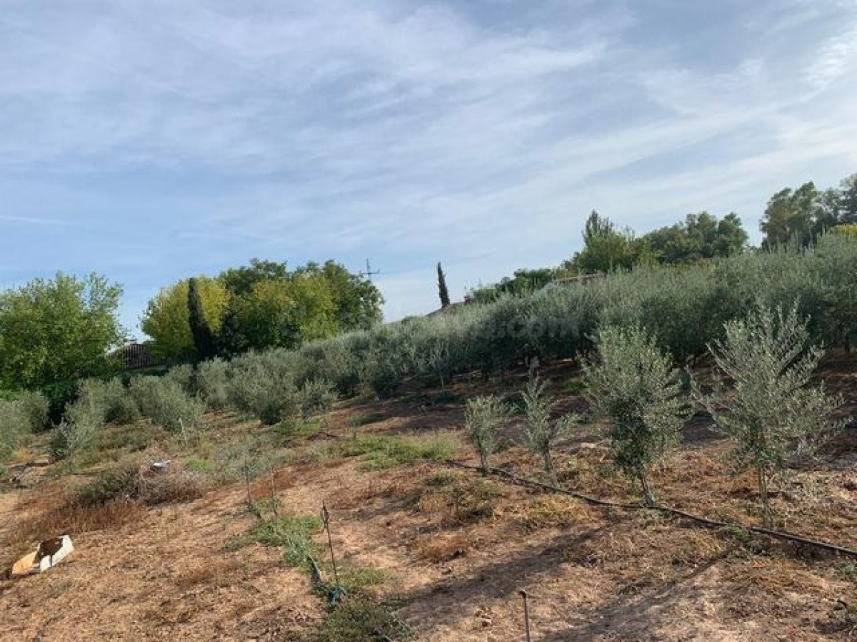 ZONA ALAMILLO - ESCRITURAS - Parcela de terreno de 2.500 m2 con agua y luz