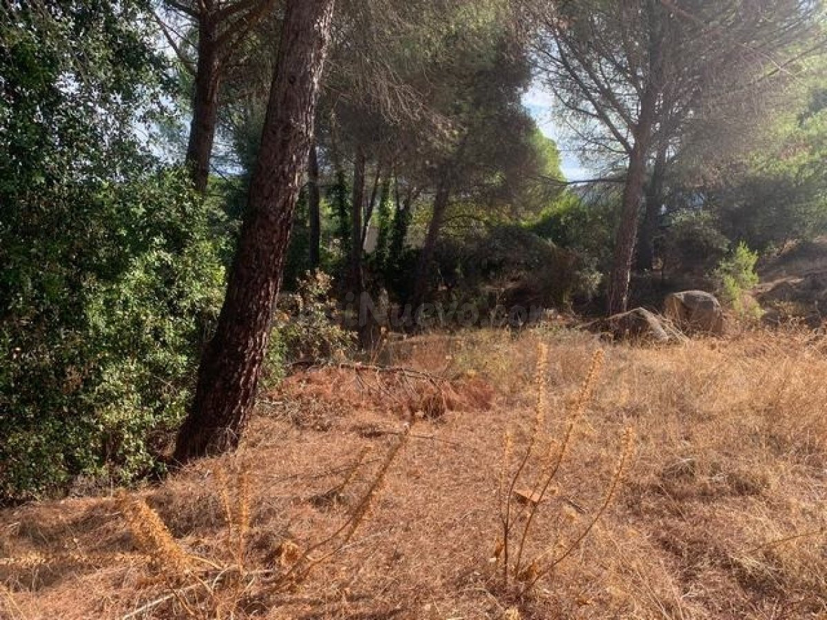 ZONA LAS JARAS - Parcela urbana de terreno de 1.500 m2 con punto de luz.