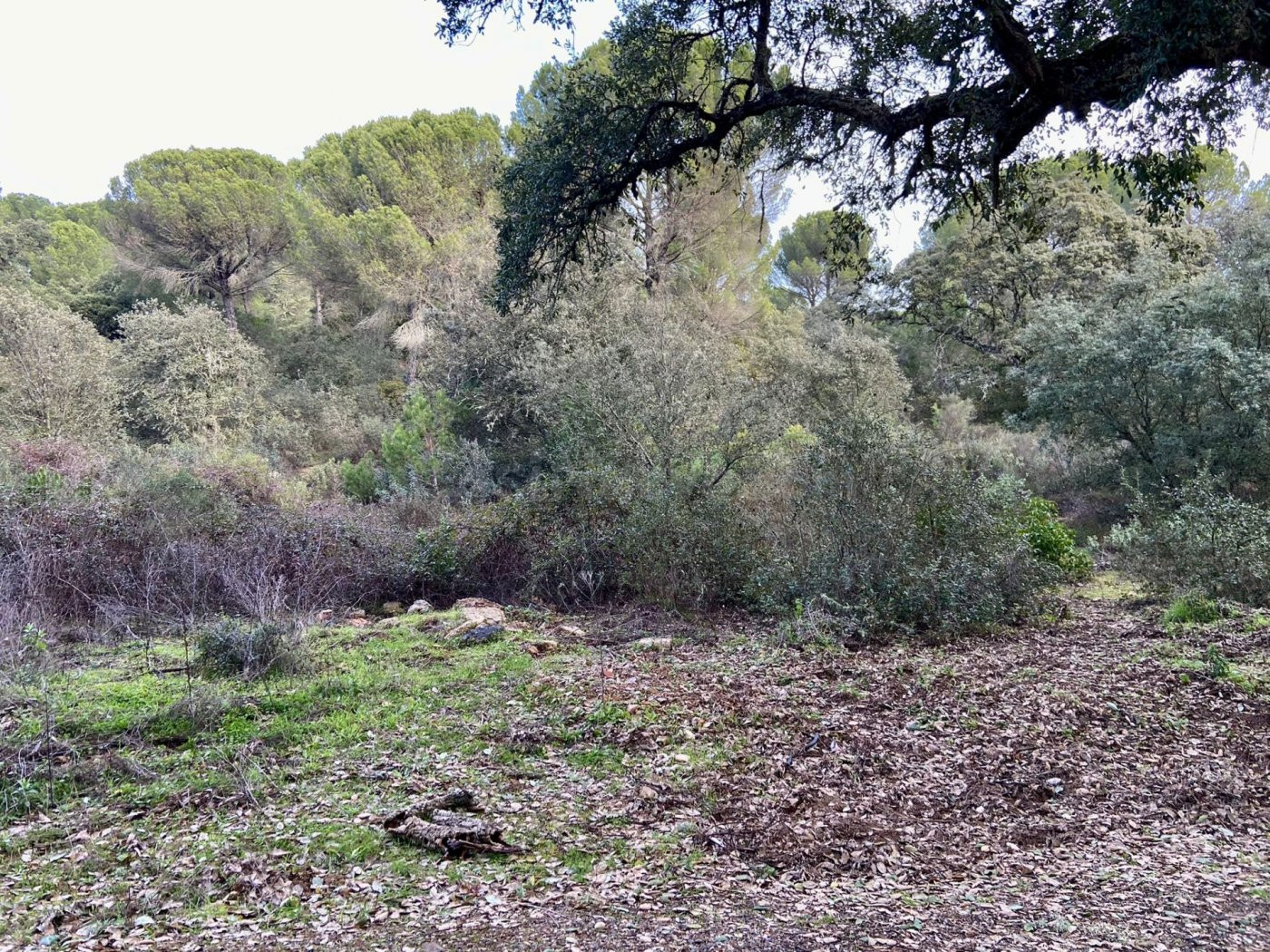 TRASSIERRA-EL SALADO - Finca rustica de 23.000 m. con pozo de sondeo y punto de luz.