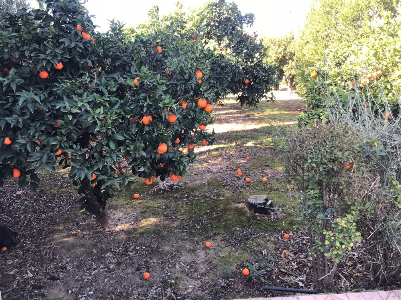 ZONA VILLARRUBIA