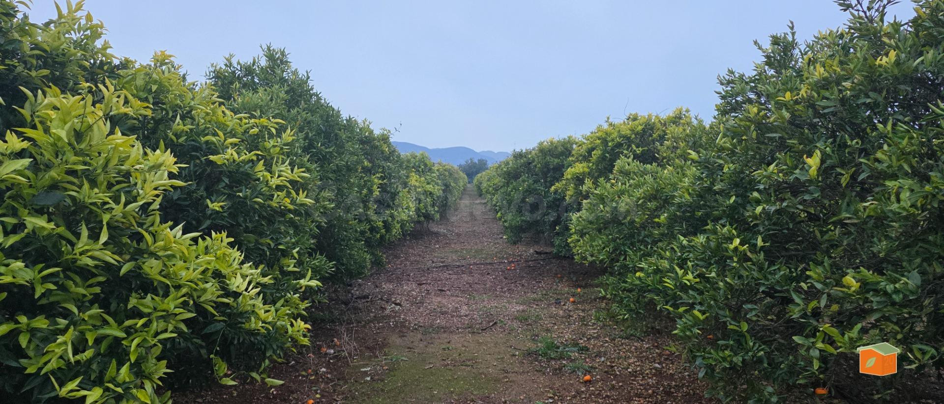 FINCA RUSTICA EN VENTA EN MASDENVERGE (TARRAGONA)