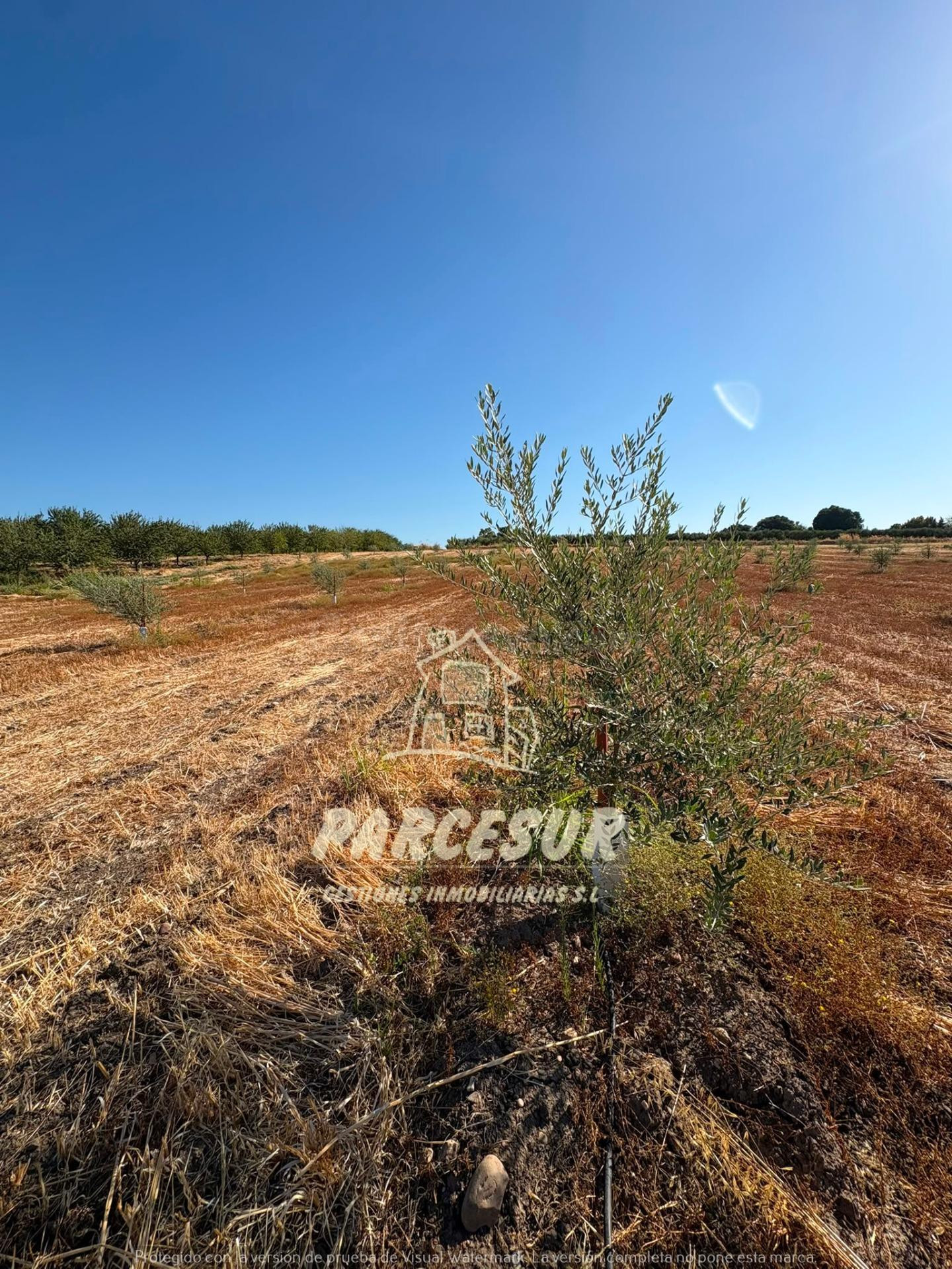 Terreno Rural de 12000 m2 en El Higuerón con Olivos y Riego Instalado