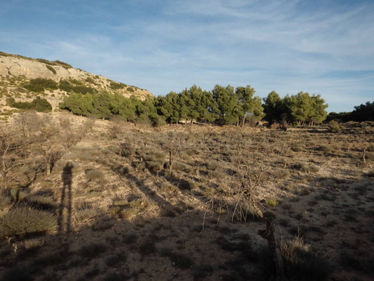 Terreno rural en venta - Almansa