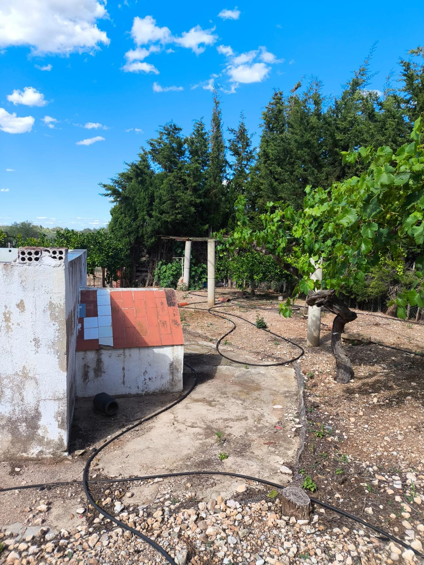 Finca con casa- La Senia