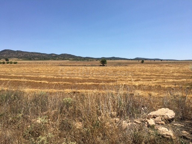 TERRENO POR LA CARRETERA DE AYORA