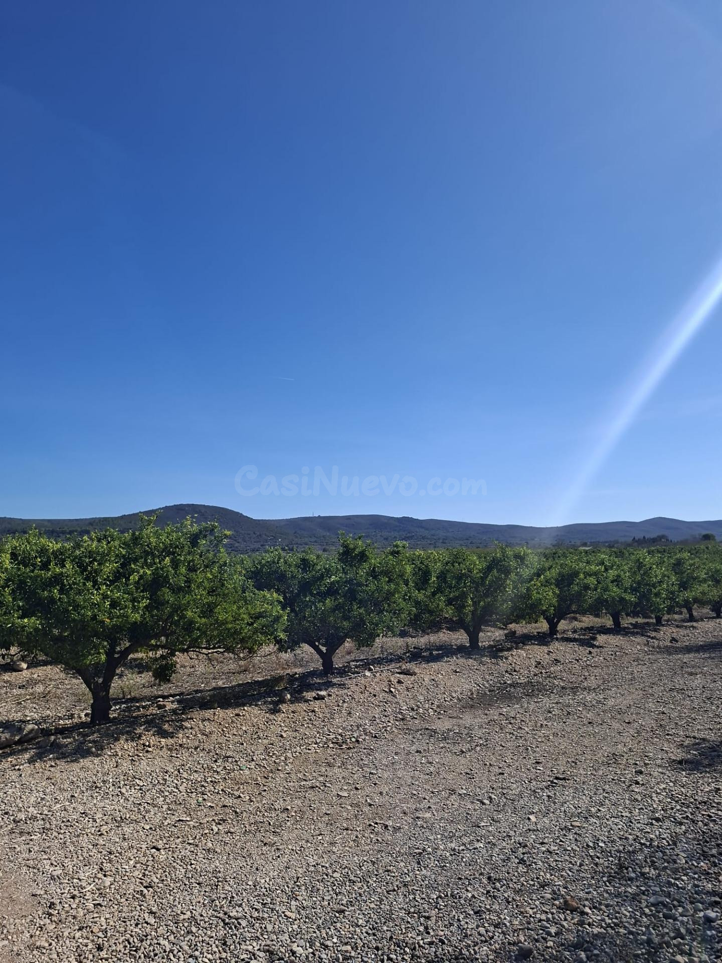 Oportunidad Agrícola: Explotación de Mandarinos en Godall