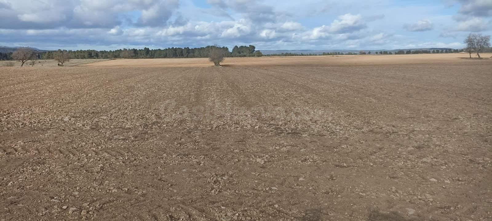 TERRENO EN CASAS DE MADRONA