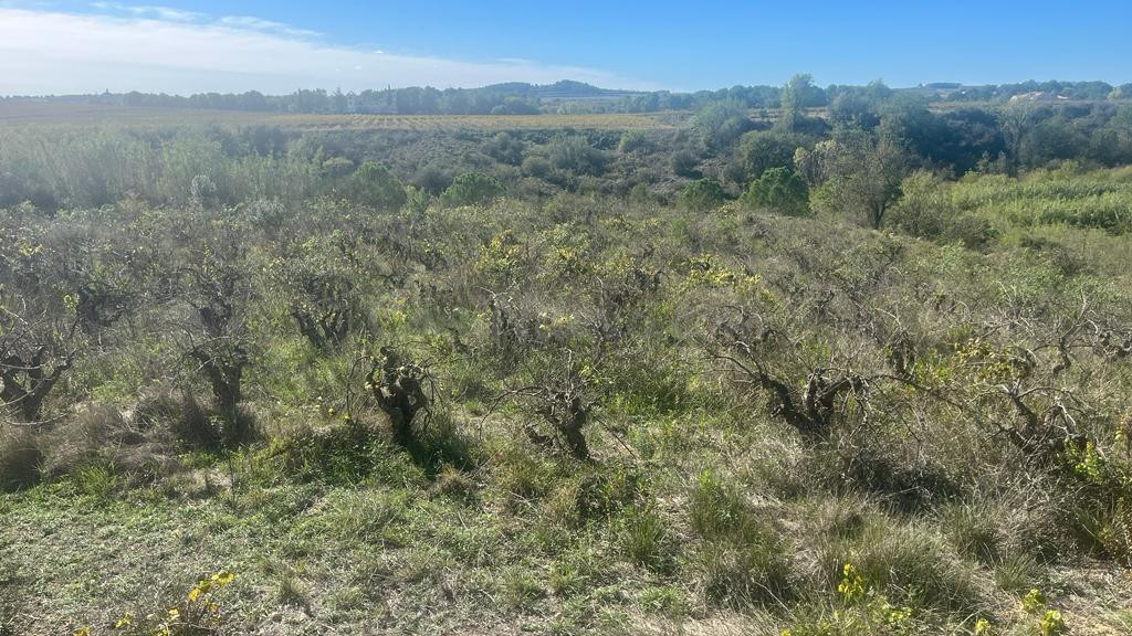 VENTA DE TERRENO DE VIÑA EN EL PLA DEL PENEDÈS