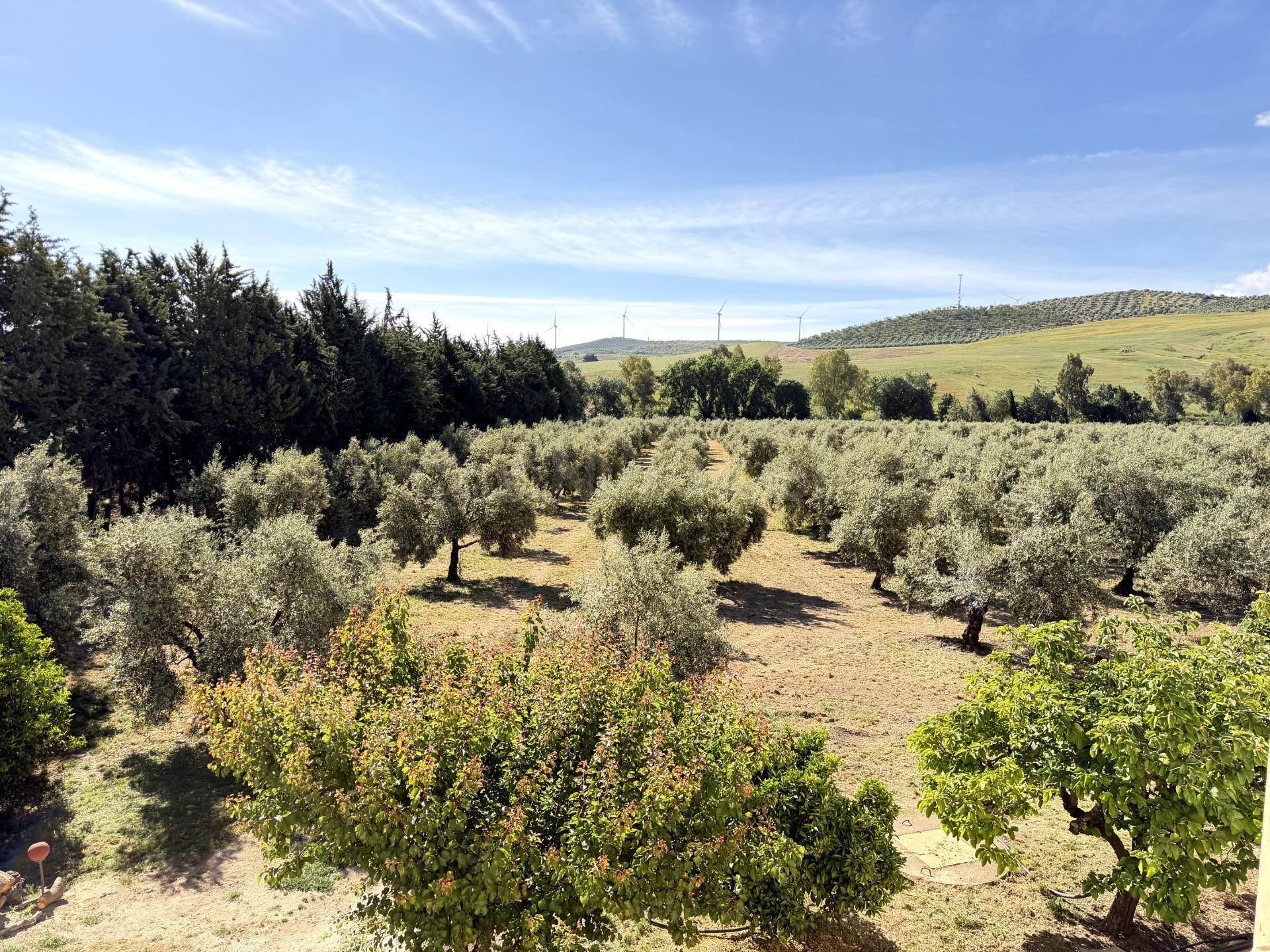 PARCELA RUSTICA DE OLIVOS CON DOS VIVIENDAS EN TEBA PUEDE SER TUYA¡¡¡¡