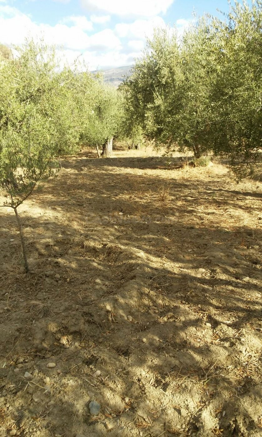 FINCA RUSTICA EN CHERIN